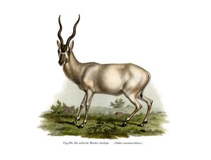 Addax, 1860